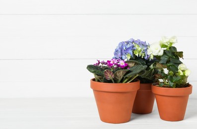 Photo of Different beautiful blooming plants in flower pots on white wooden table, space for text