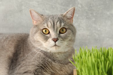 Photo of Cute cat and fresh green grass against grey wall