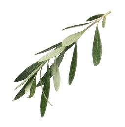 Photo of Olive tree branch with green leaves on white background