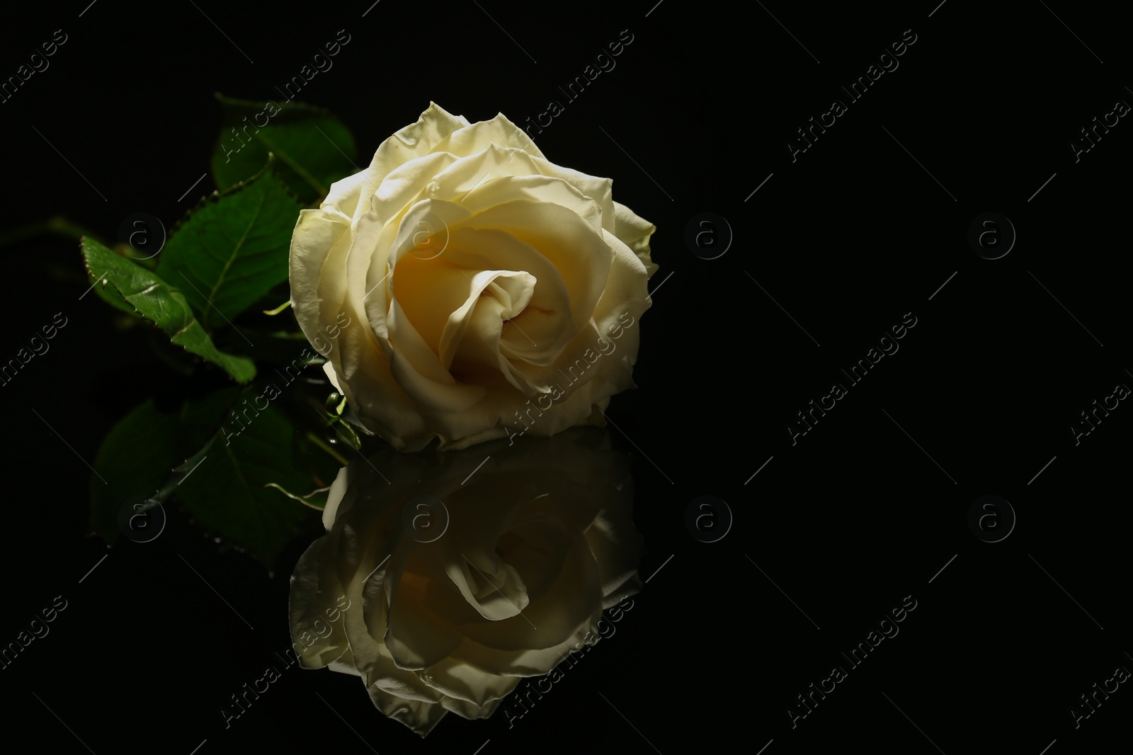 Photo of Beautiful white rose on black background. Funeral symbol