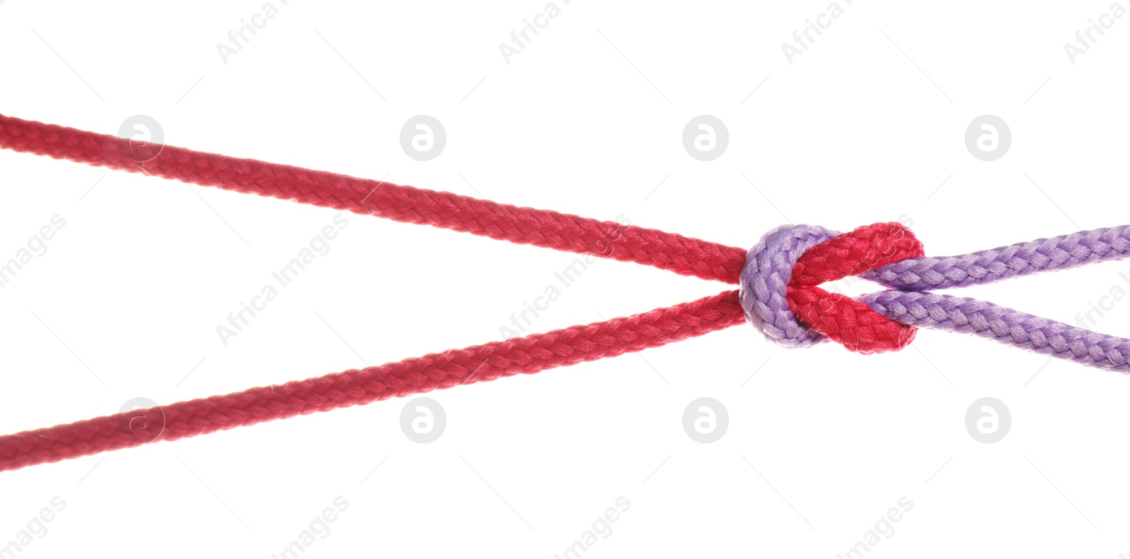 Photo of Colorful ropes tied together with knot isolated on white. Unity concept