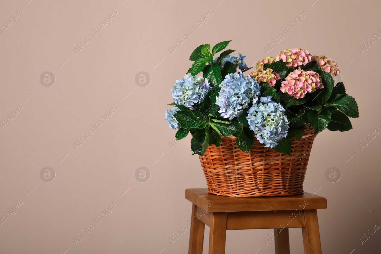 Photo of Beautiful hortensia flowers in basket on wooden table against beige background. Space for text