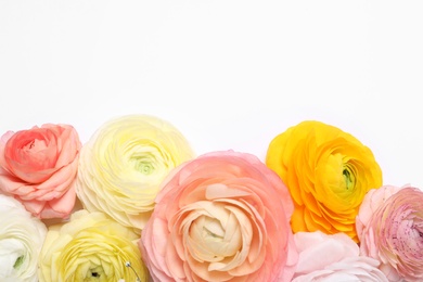 Photo of Beautiful ranunculus flowers on white background, top view