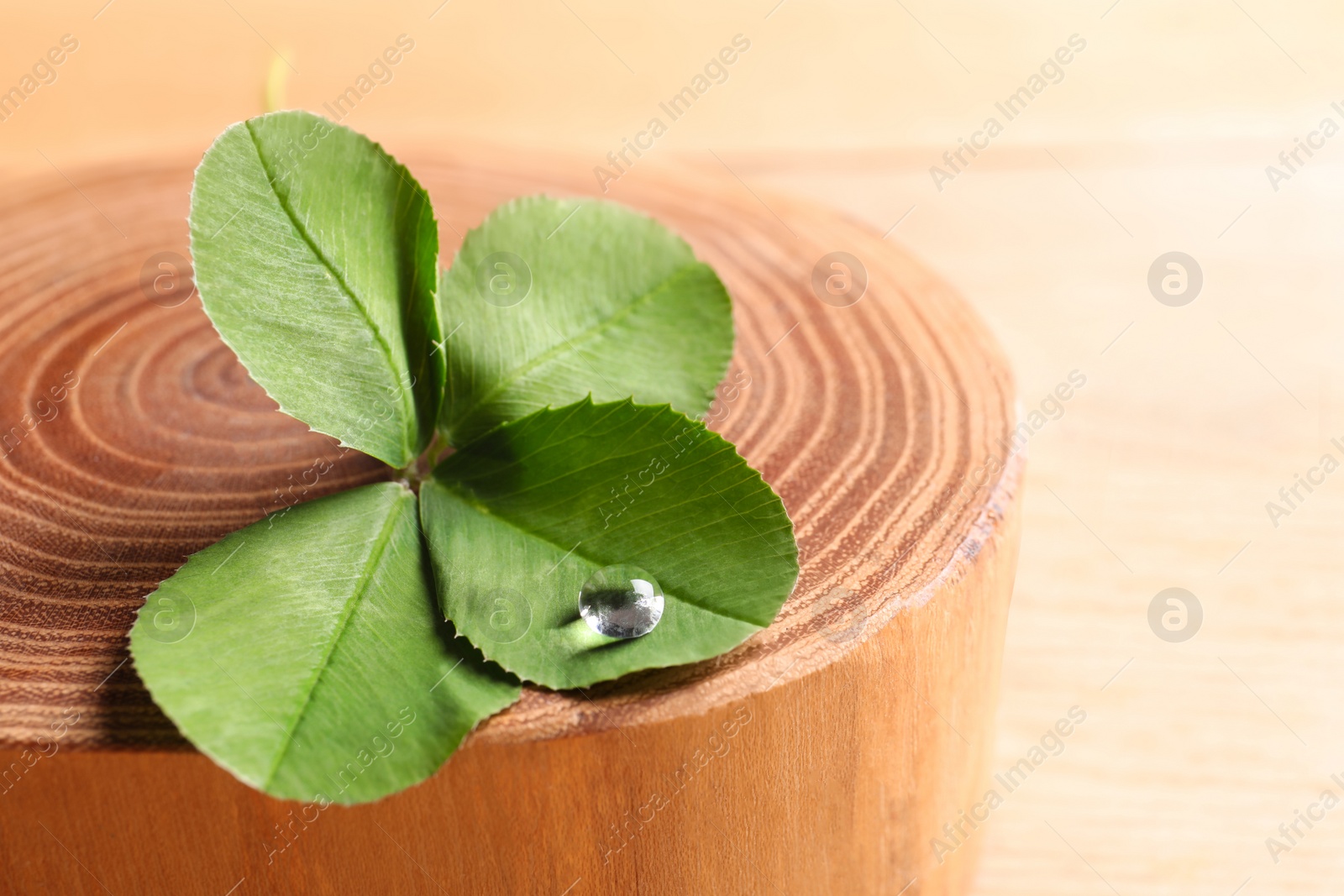 Photo of Green four-leaf clover on wooden background