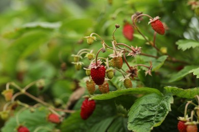 Small wild strawberries growing outdoors, space for text. Seasonal berries