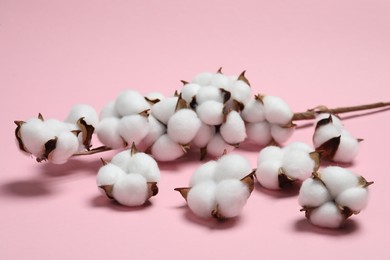 Photo of Branch with cotton flowers on pink background