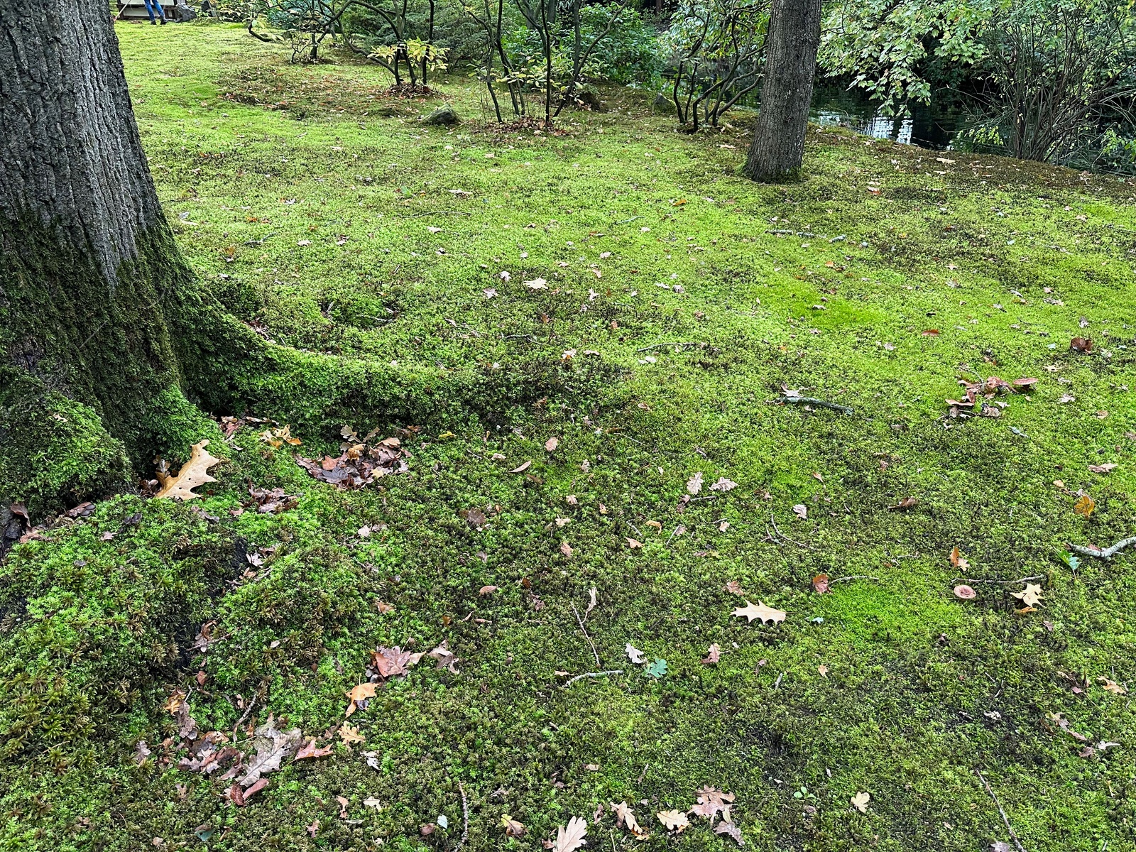 Photo of Bright moss on ground and tree in park