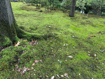 Bright moss on ground and tree in park