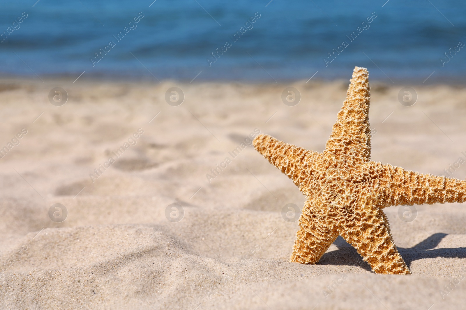 Photo of Starfish at sandy beach on sunny day. Space for text