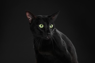 Adorable cat with green eyes on black background. Lovely pet