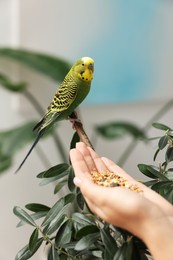 Photo of Woman feeding bright parrot indoors, closeup. Exotic pet