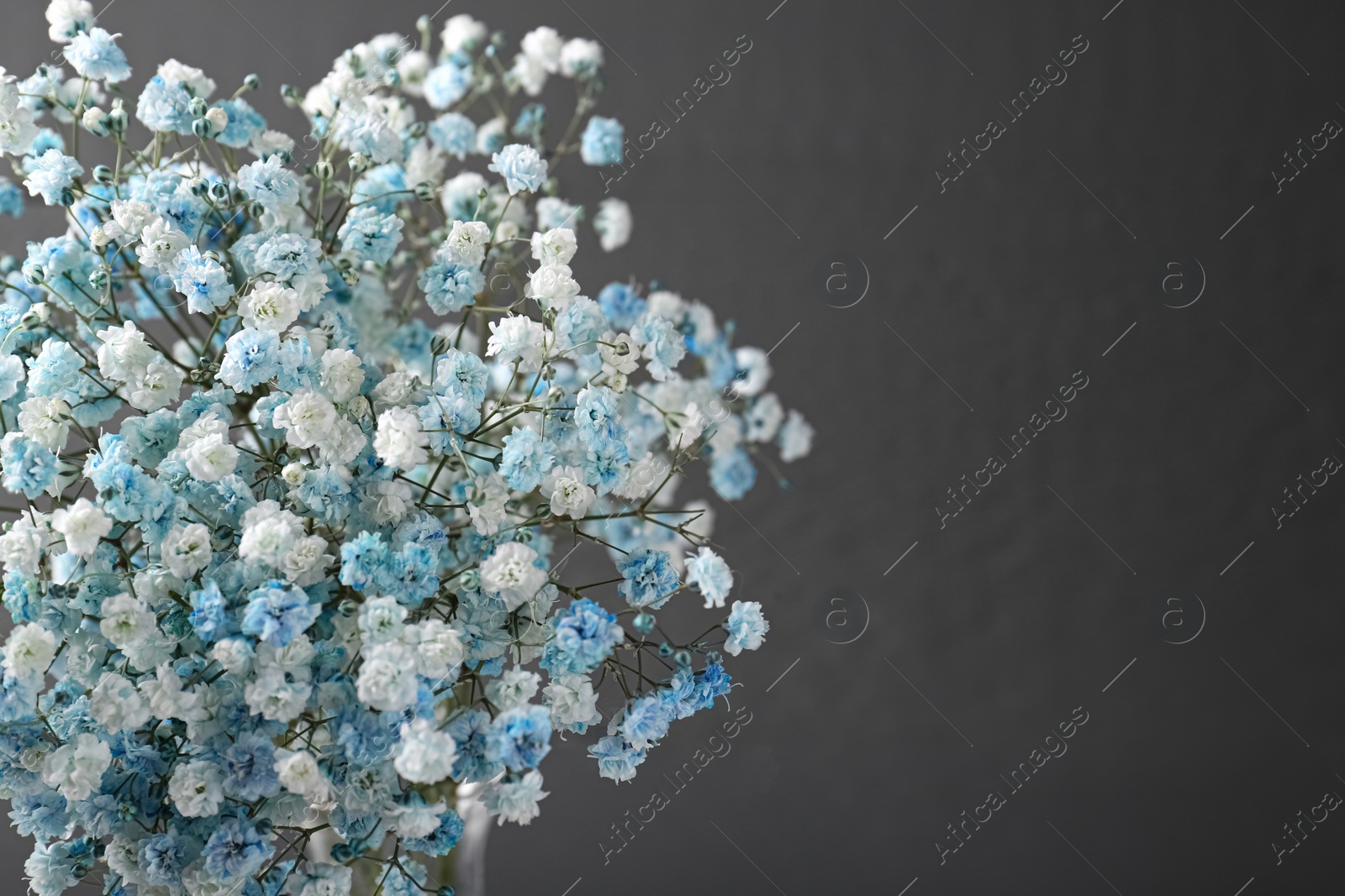 Photo of Beautiful dyed gypsophila flowers on dark grey background, closeup. Space for text