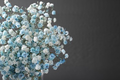 Photo of Beautiful dyed gypsophila flowers on dark grey background, closeup. Space for text