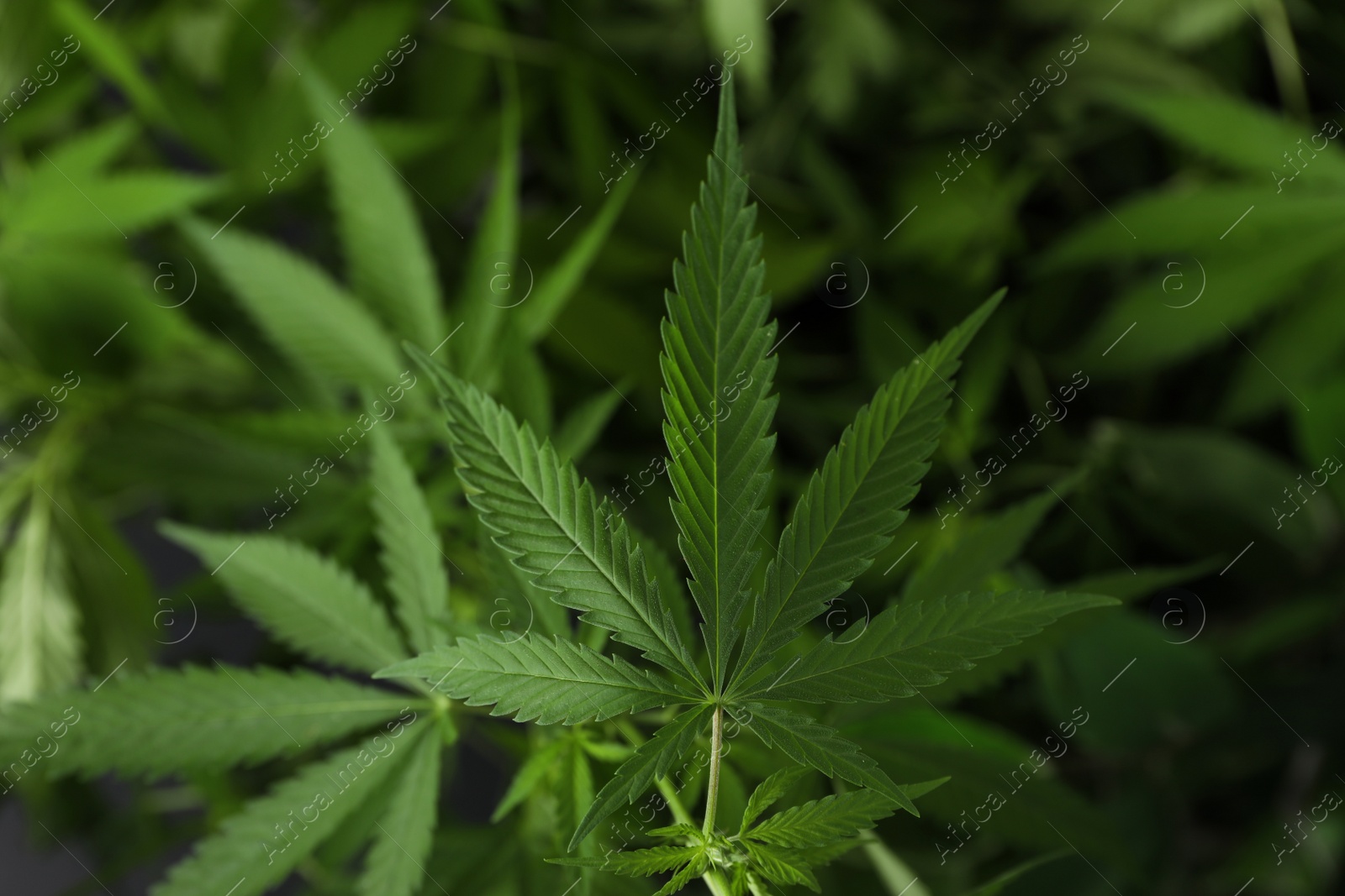 Photo of Green organic hemp growing outdoors, closeup view