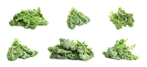 Set of fresh green kale leaves on white background