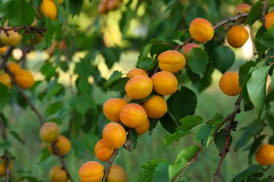 Tree branches with sweet ripe apricots outdoors