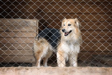 Photo of Cage with homeless dogs in animal shelter. Concept of volunteering