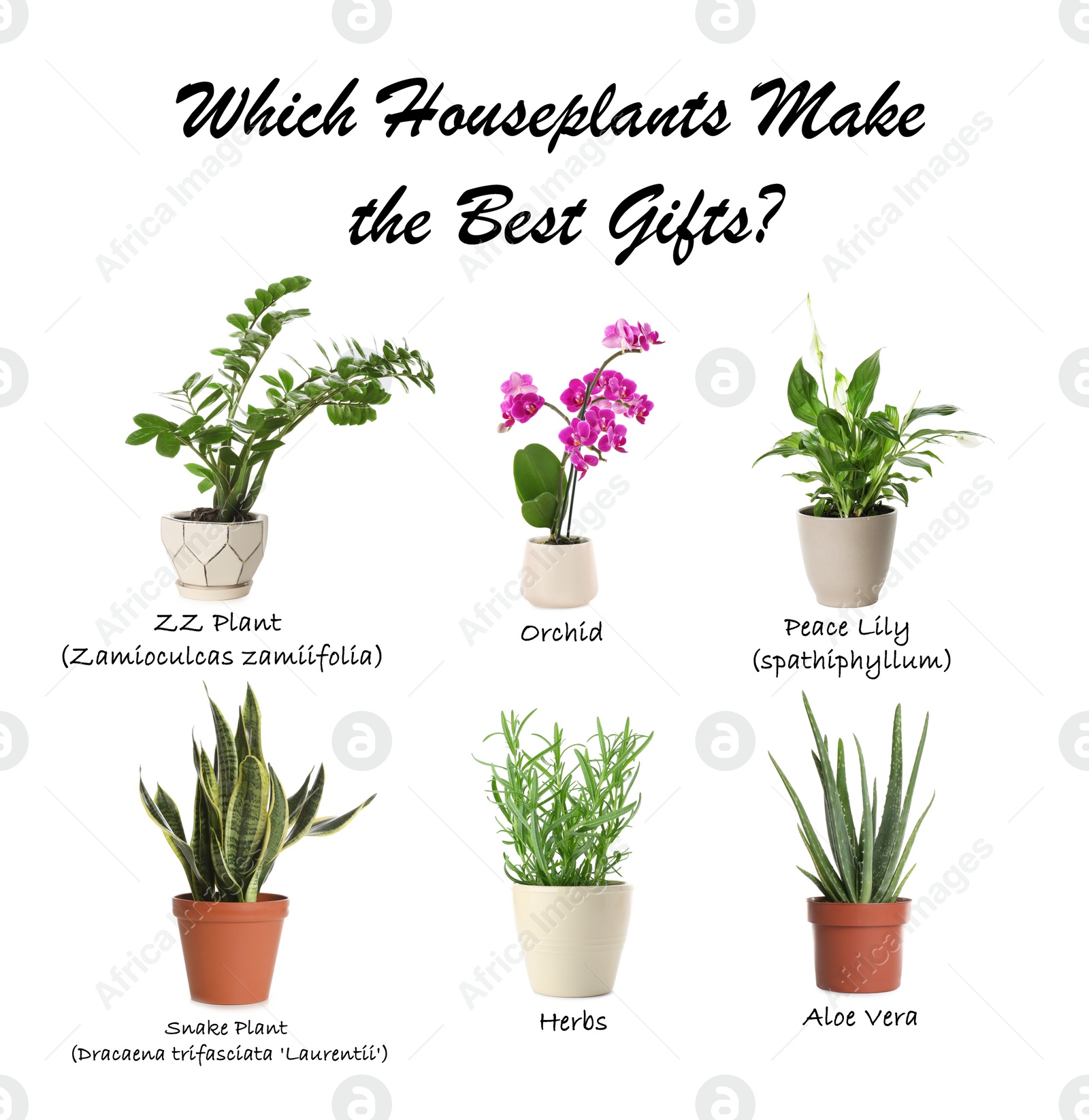 Image of Set of different houseplants on white background. Best gifts for plant lovers 