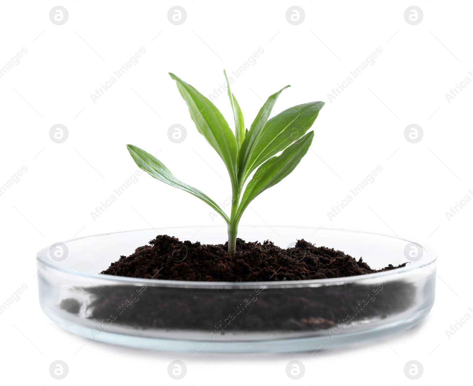 Photo of Green plant with soil in Petri dish isolated on white. Biological chemistry