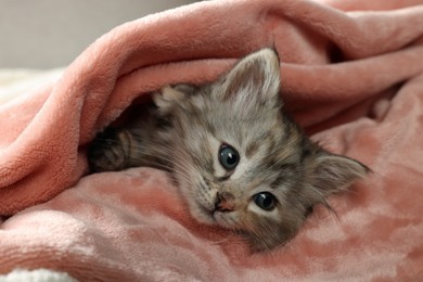 Cute kitten in soft pink blanket. Baby animal