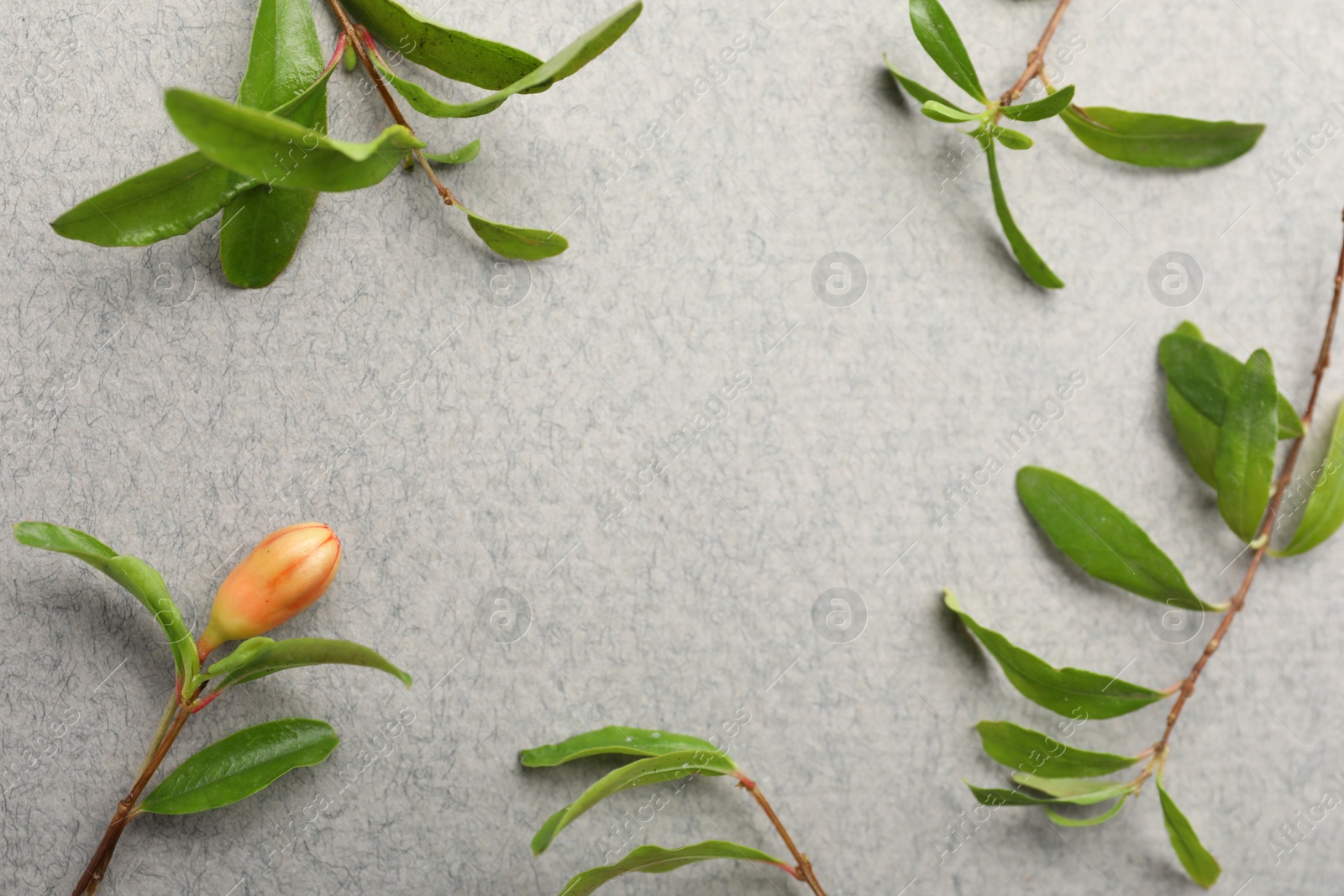 Photo of Pomegranate branches with green leaves and bud on light grey background, flat lay. Space for text