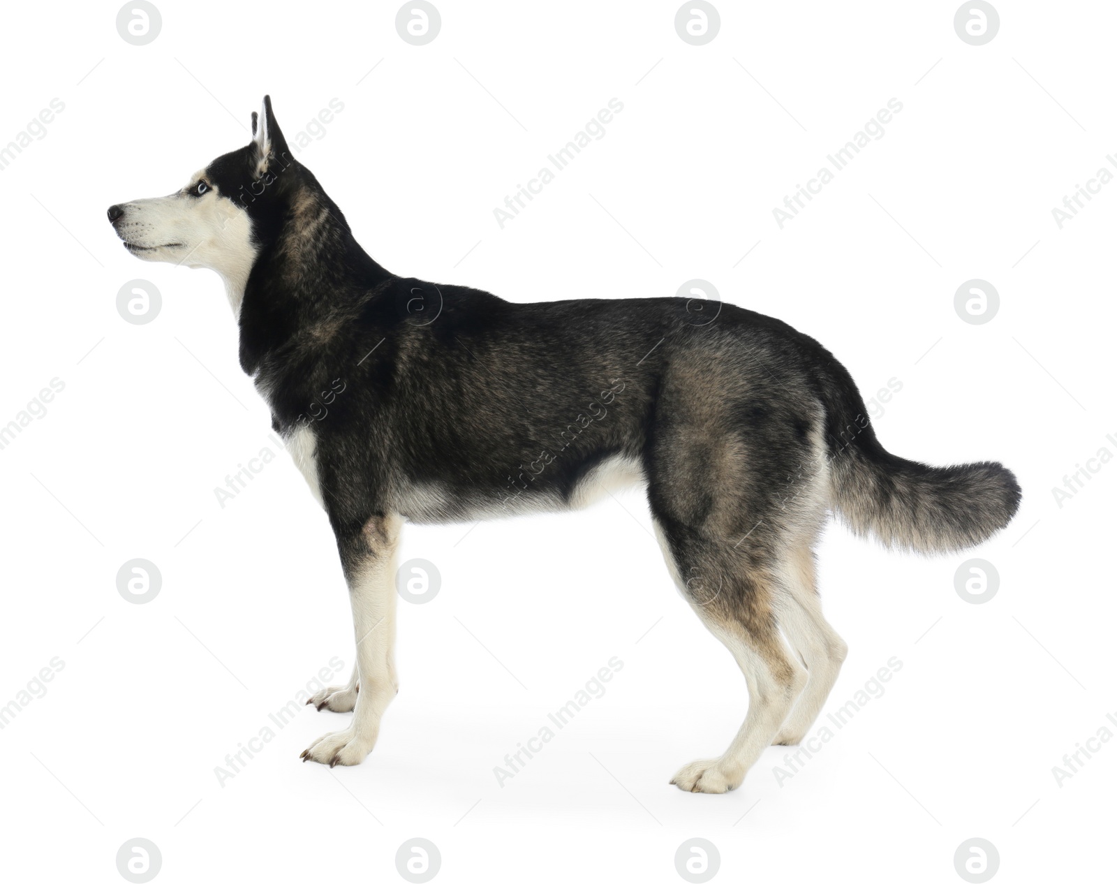 Photo of Cute Siberian Husky dog isolated on white