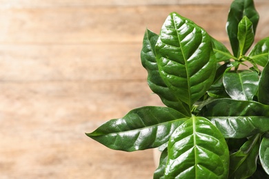 Photo of Fresh coffee green leaves on blurred background, closeup. Space for text