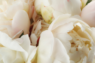 Photo of Closeup view of beautiful white peony flowers