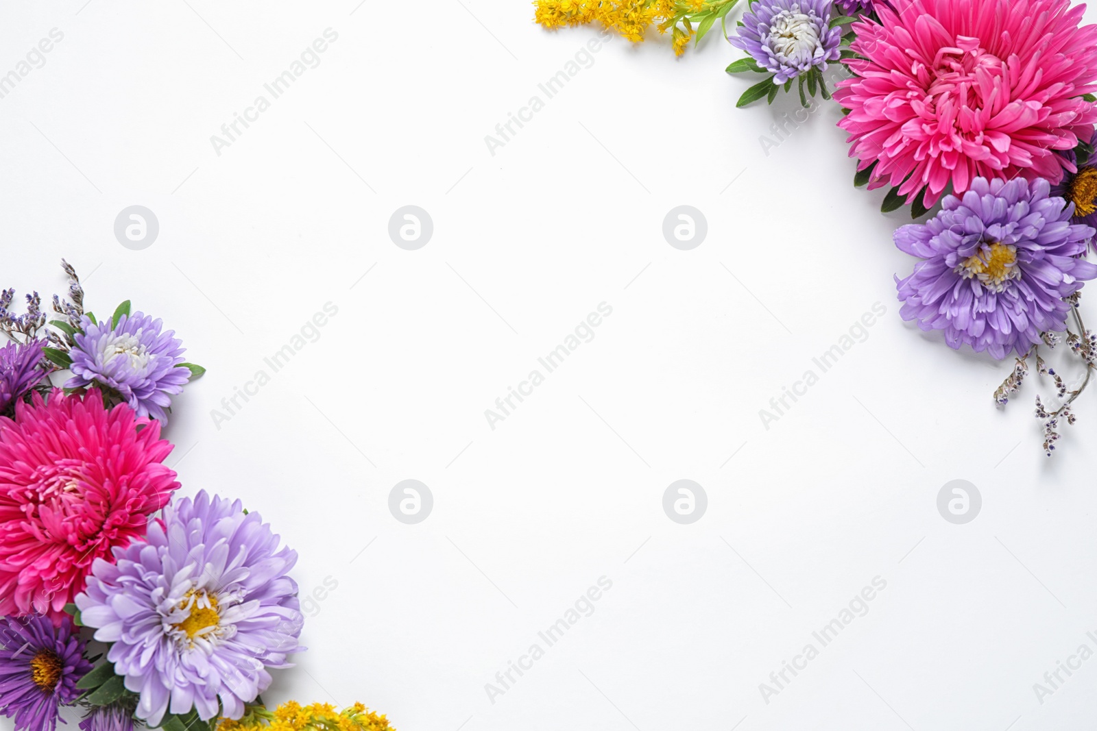 Photo of Composition with beautiful aster flowers on white background, top view. Space for text