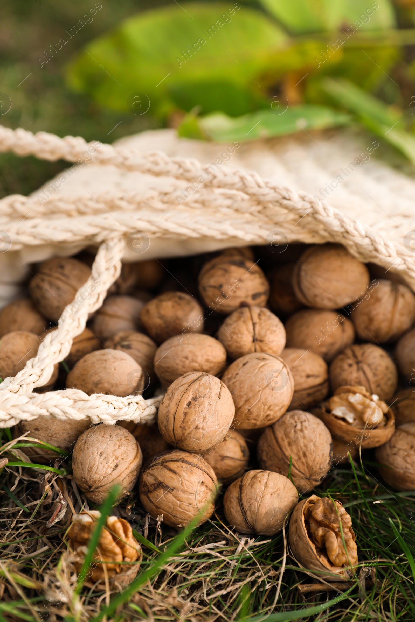 Photo of Overturned bag with walnuts on green grass outdoors, closeup