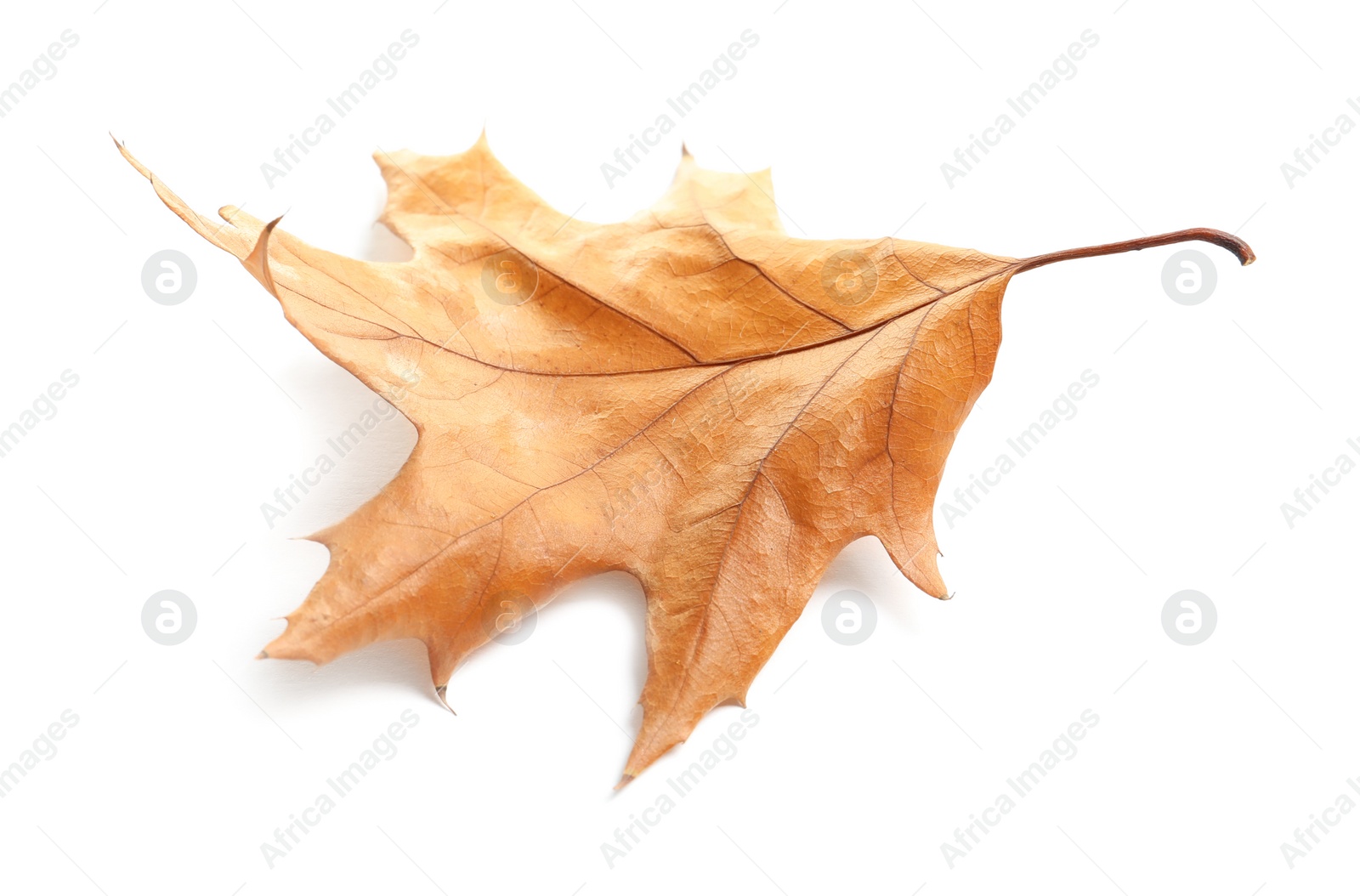 Photo of Beautiful autumn leaf on white background. Fall foliage