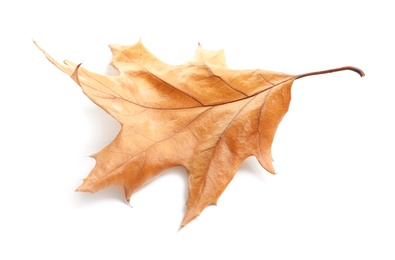 Beautiful autumn leaf on white background. Fall foliage