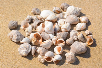 Photo of Pile of beautiful sea shells on sandy beach