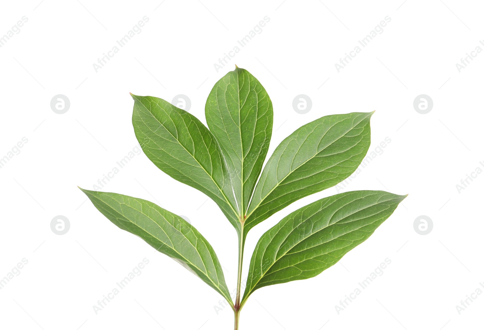 Photo of Fresh green peony leaves isolated on white