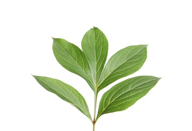 Fresh green peony leaves isolated on white