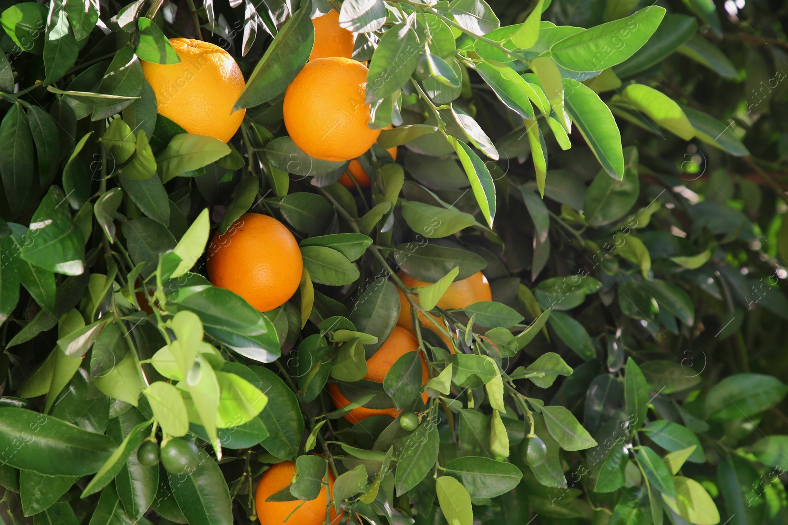 Tree with fresh ripe oranges on sunny day Photo of Tree with fresh ripe oranges on sunny day