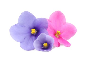 Photo of Fresh flowers of violet plant on white background