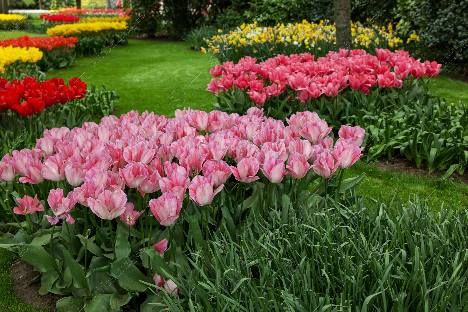 Photo of Park with variety of beautiful tulip flowers. Spring season