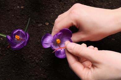 Photo of Woman with beautiful Saffron crocus flower outdoors, top view