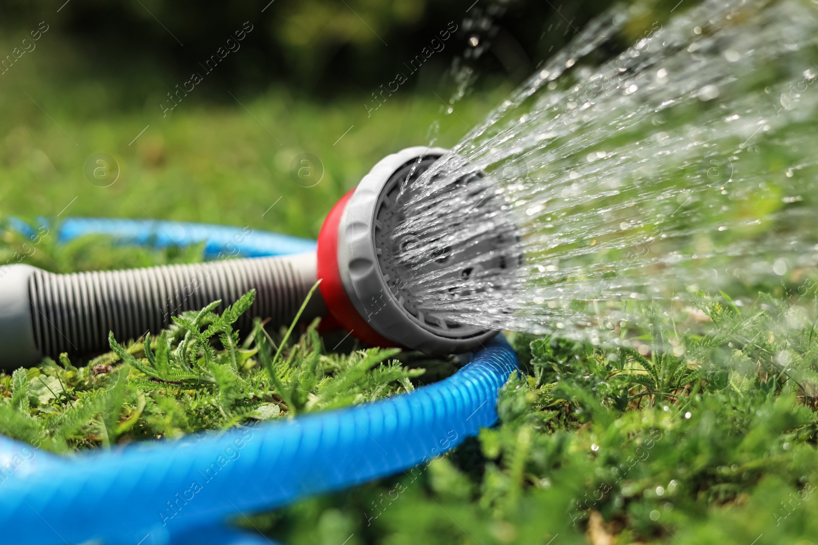 Photo of Water spraying from hose on green grass outdoors, closeup