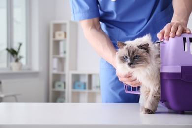 Photo of Young veterinarian with cat in clinic