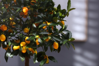 Kumquat tree with fruits on blurred background