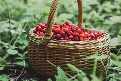Photo of Basket with delicious wild strawberries on green grass outdoors, closeup
