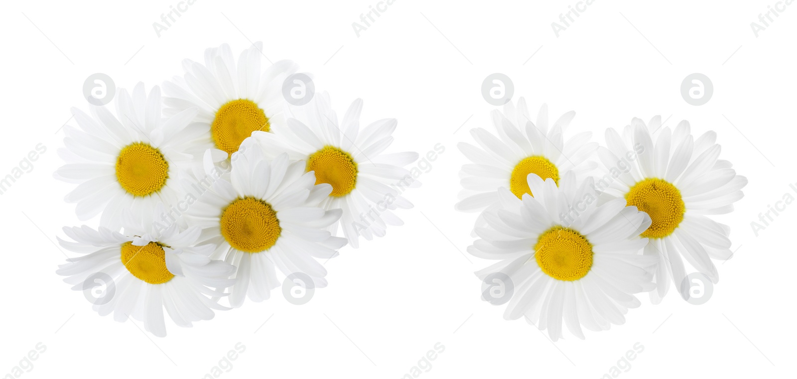 Image of Set of beautiful chamomile flowers on white background 