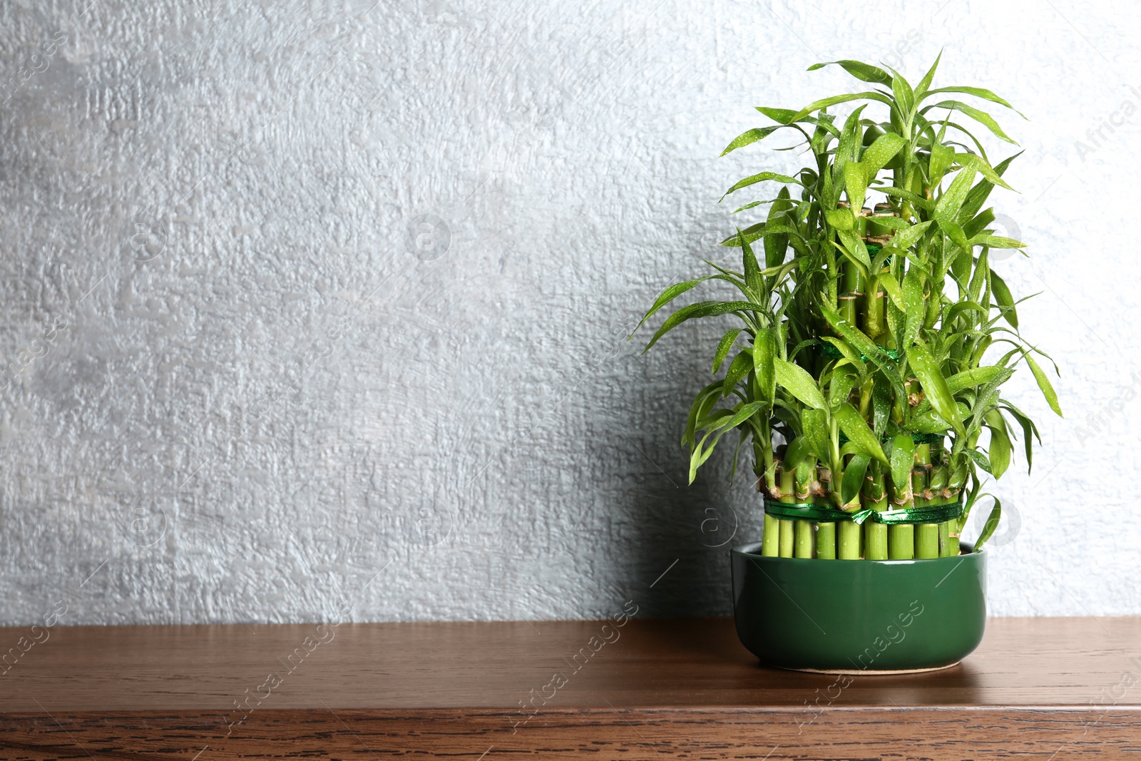 Photo of Table with potted bamboo plant near color wall. Space for text