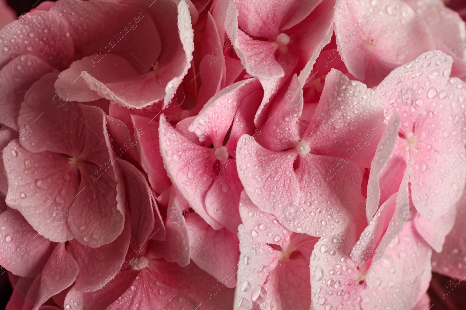 Photo of Beautiful pink hortensia flowers with water drops as background, closeup