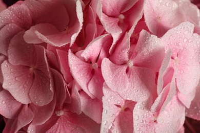 Beautiful pink hortensia flowers with water drops as background, closeup