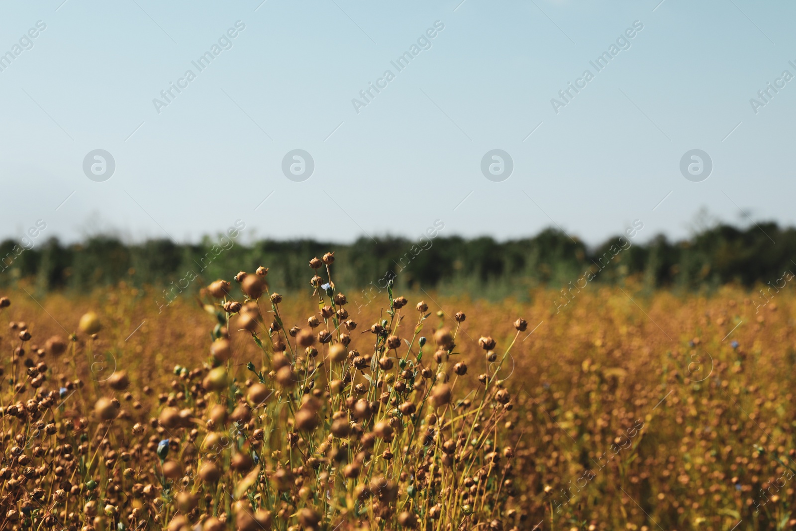 Photo of Beautiful flax plants with dry capsules in field on sunny day