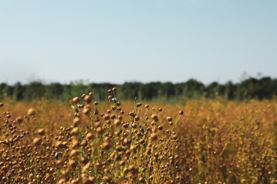 Photo of Beautiful flax plants with dry capsules in field on sunny day