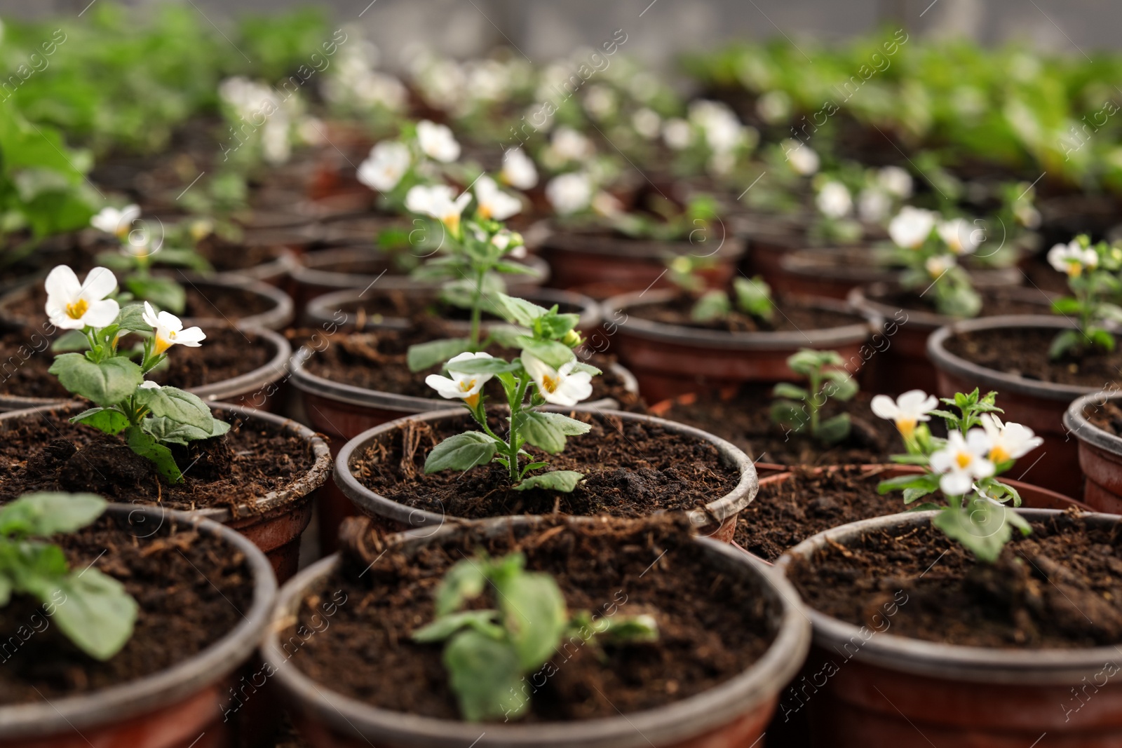 Photo of Many blooming flowers growing in pots with soil, closeup